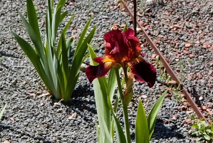 Iris 1