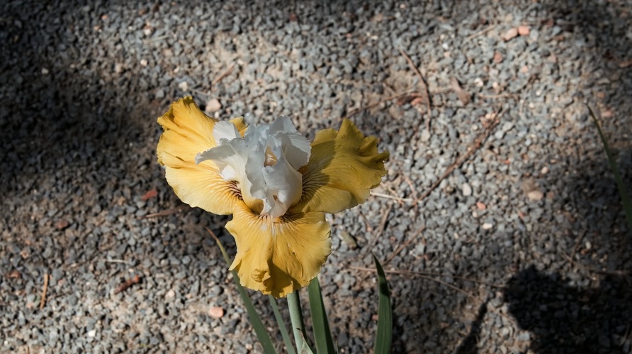 Iris