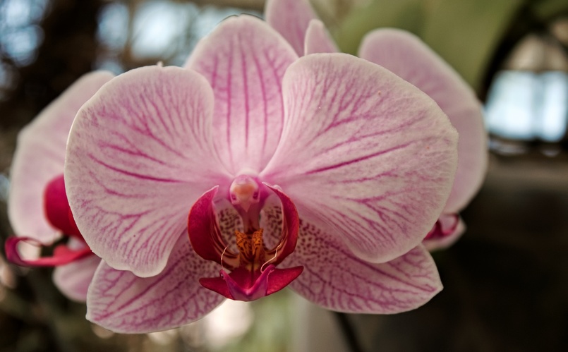 orchidej