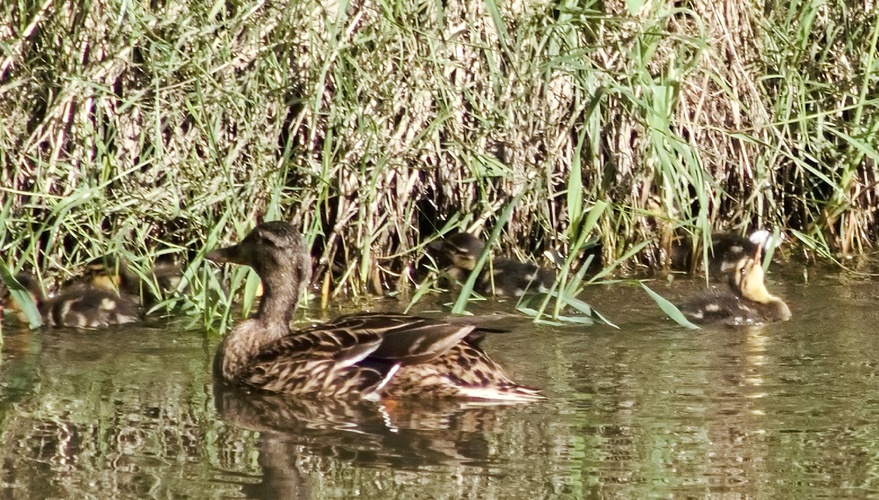 rodinka