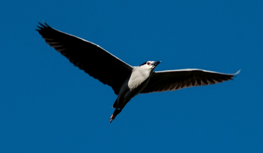 racek