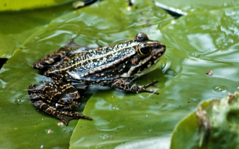 žaba