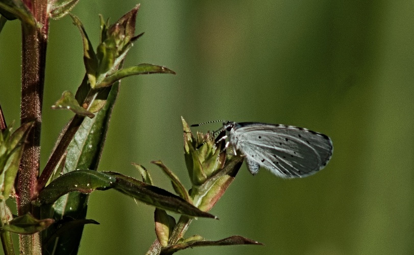 motýl