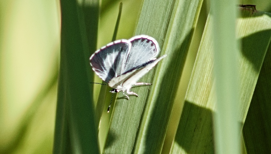 motýlek