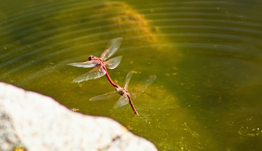 tandem