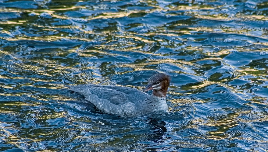 potápka