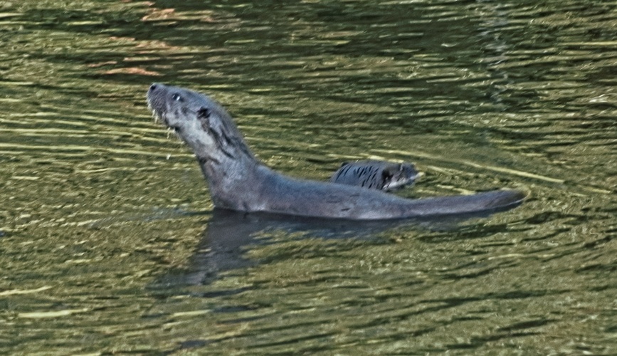 vydrísek