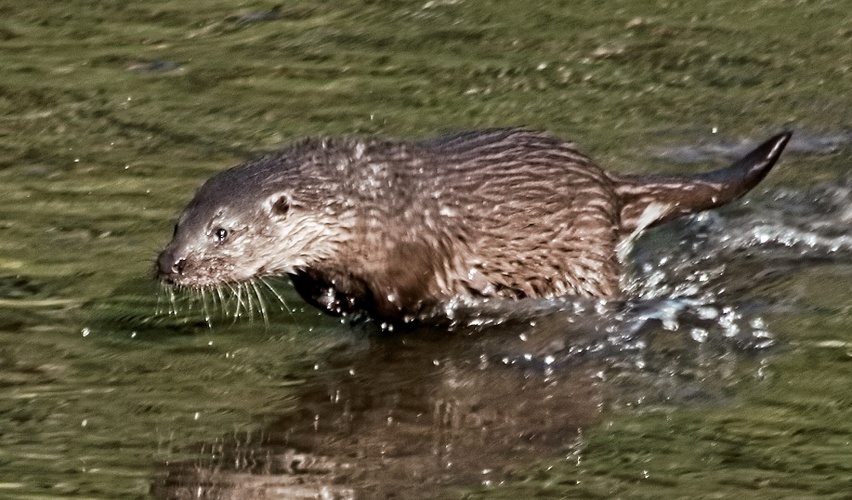 vydrísek