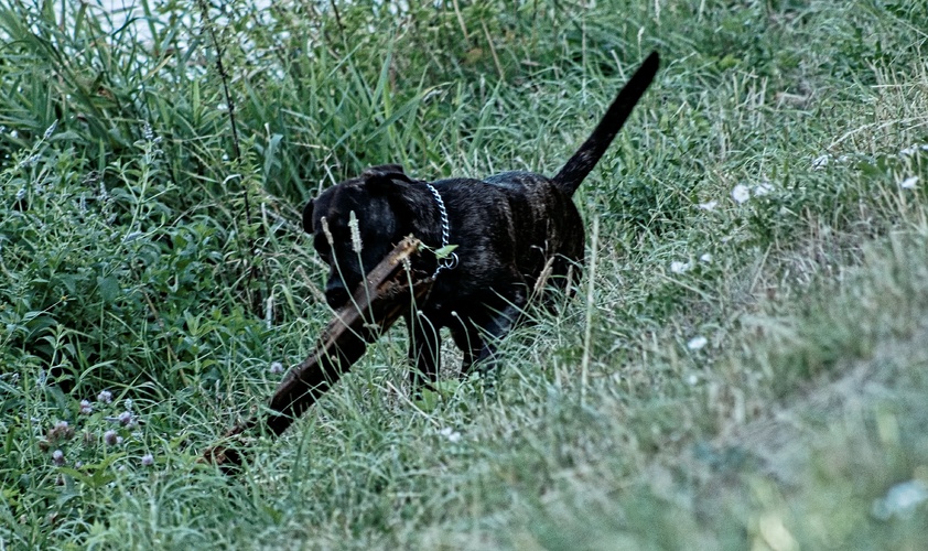 dřívko