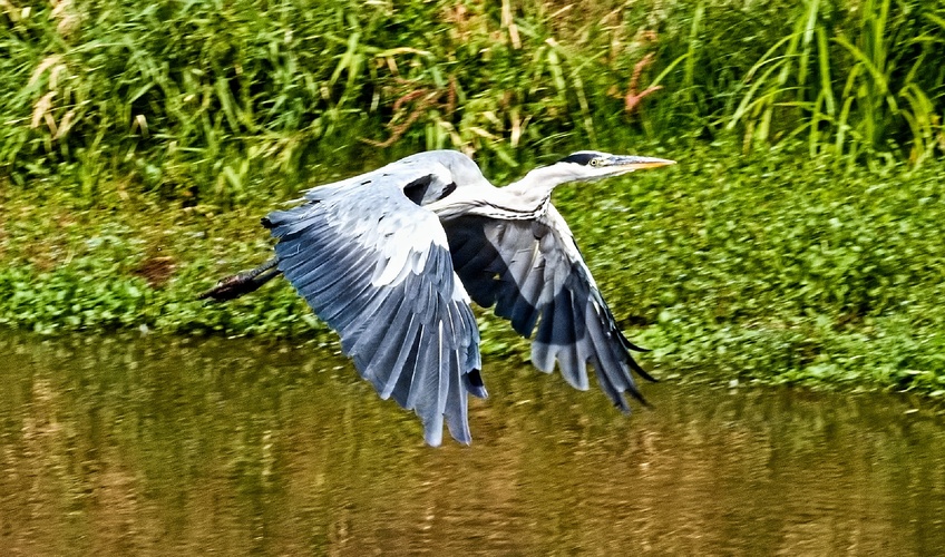 volavka
