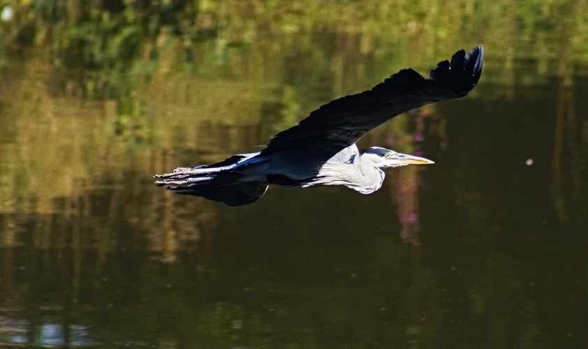 volavka
