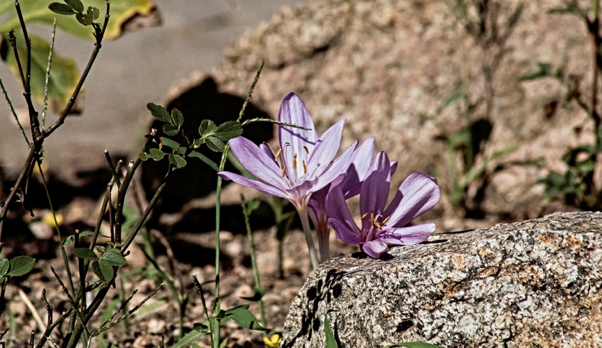 krokus