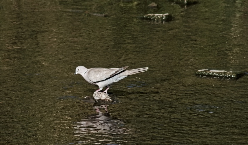 hrdlička