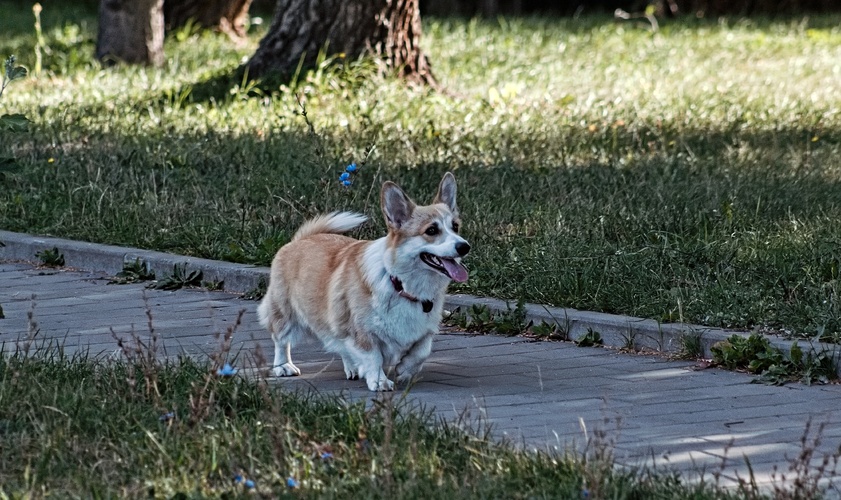 corgy