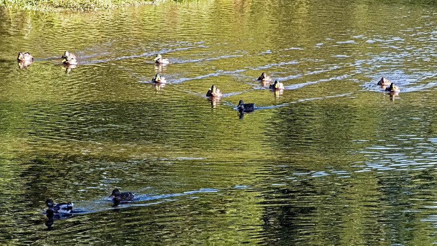 flotila