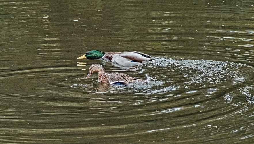 závod