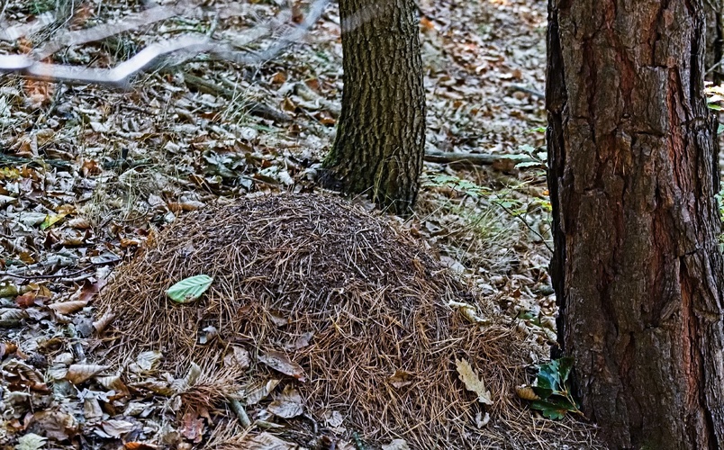 mraveniště