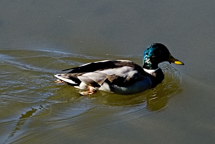 kačer