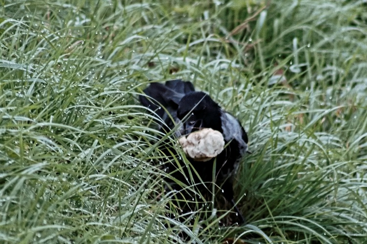 snídaně