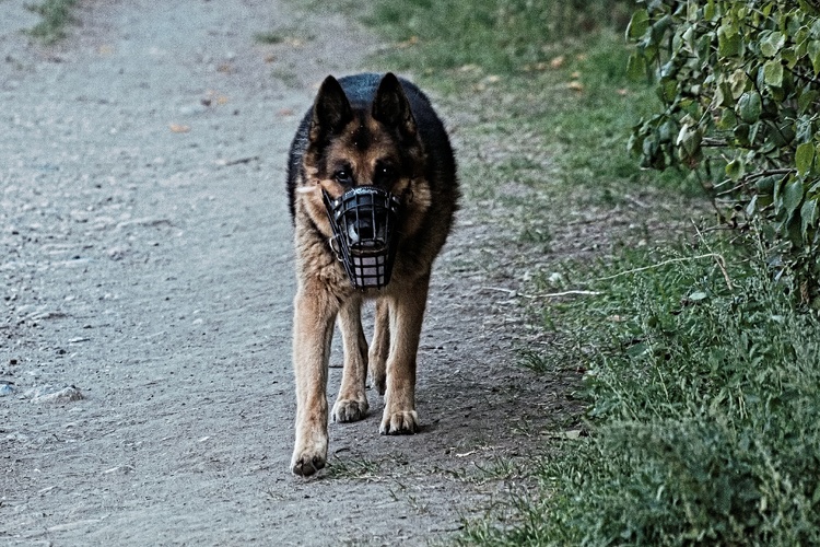 pes 1