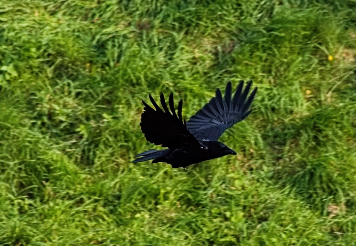 vrána