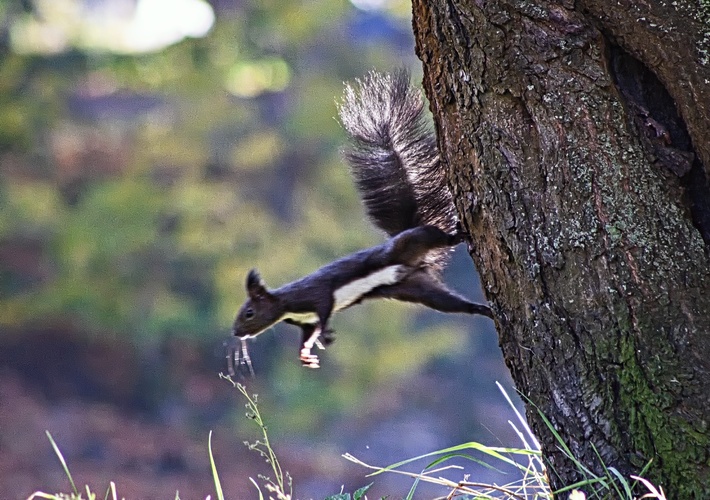 hop