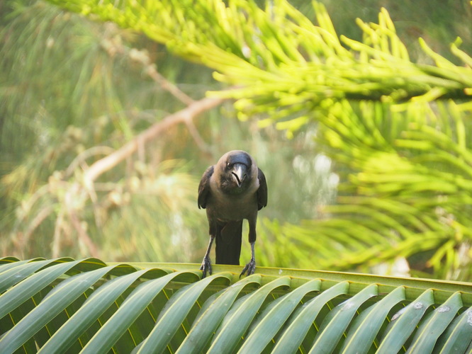 Vrana na palme v Ománe
