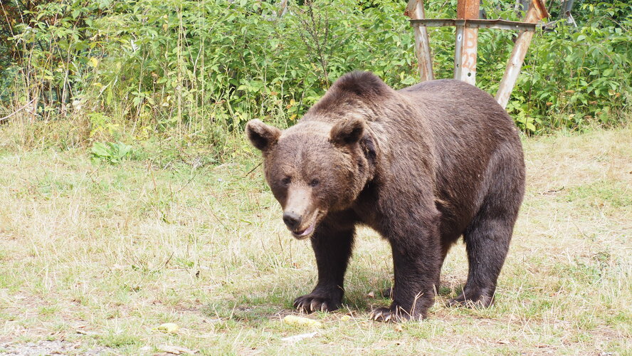 Rumunský macko