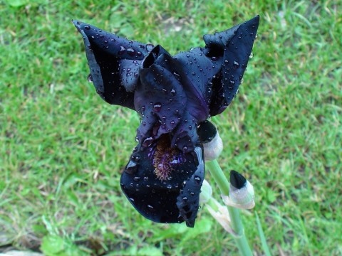 čierny kvet