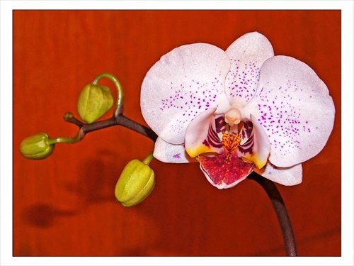 Orchidea