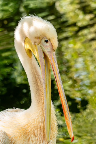 Pelikán Zoo Bojnice