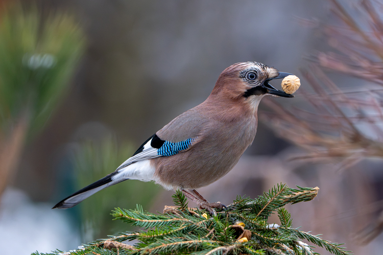 Sojka pažroška  :-)
