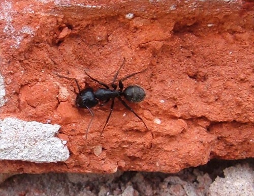 mravček
