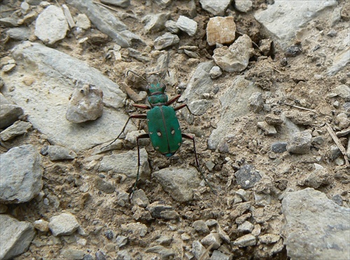 Zeleny chrobak - podkonice-Plese