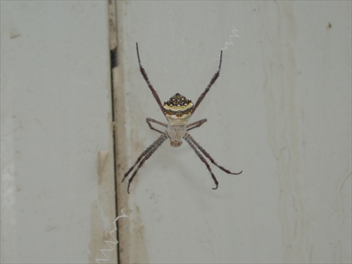 pakistanský pavúk