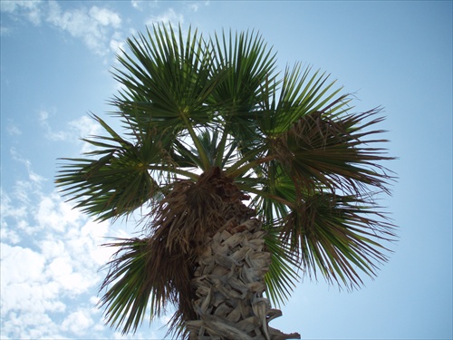 palma z Tučepi