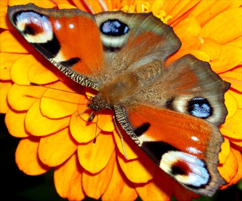 motýľ - ešte raz