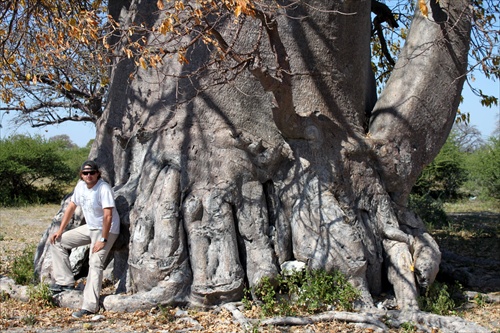 Baobab (Adansonia) aj so mnou