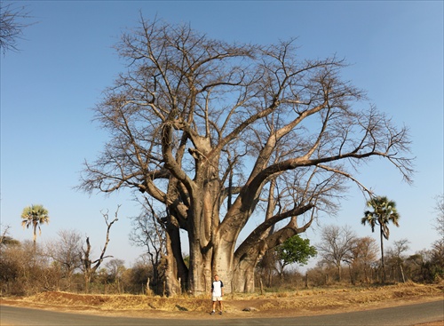 Juraj pri baobabe