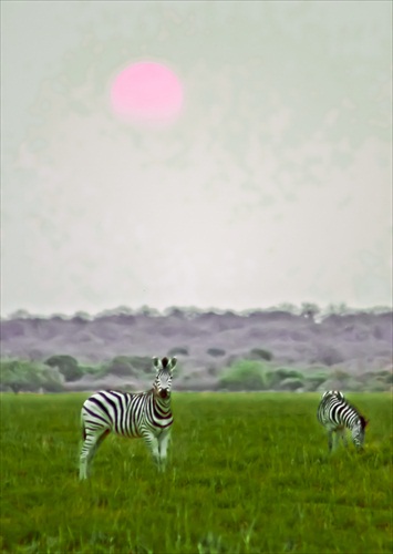 zebry pri západe slnka