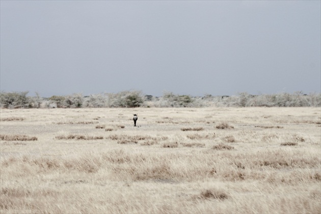 pakôň na Serengeti