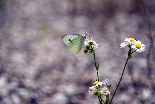 Motýľ na kvete