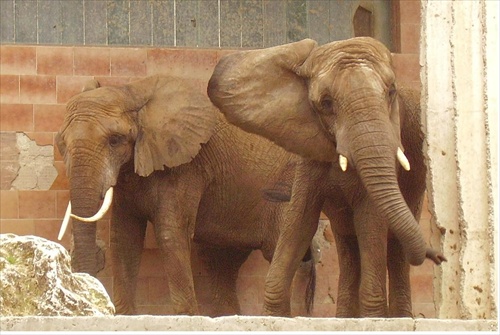 sloniky