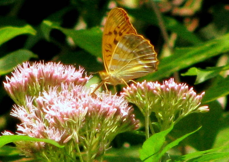 Motýľ III