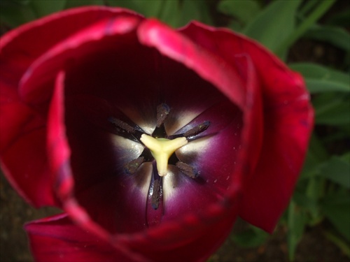 Čo sa skrýva vo vnútri tulipánu..