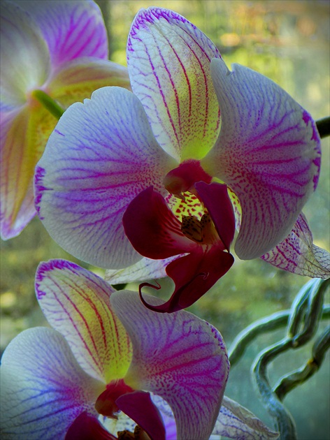 orchidea