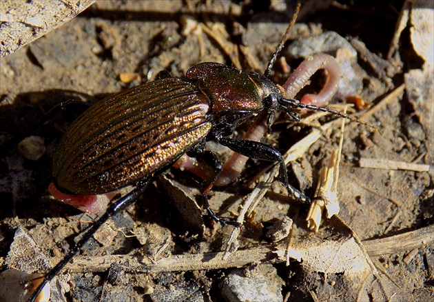 Bystruška medená - Carabus cancellatus