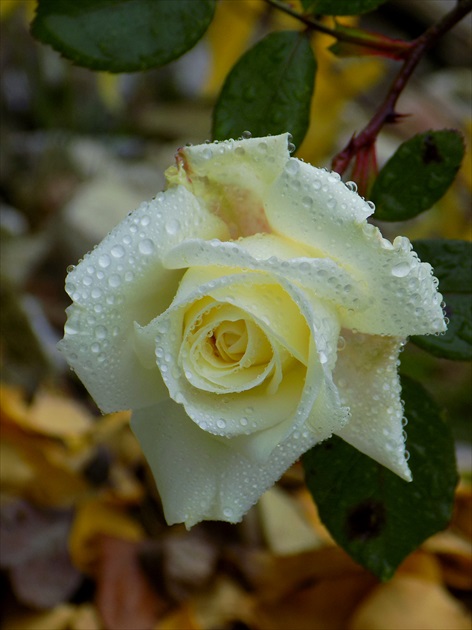 ruža v rose