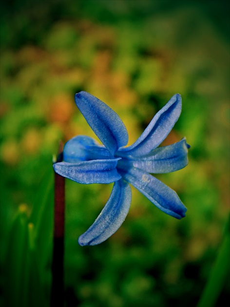 Jar v modrom