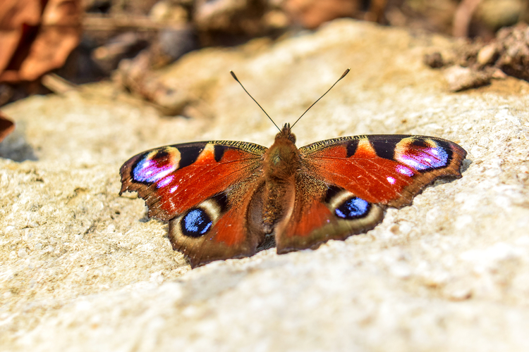 Babôčka pávooká (Aglais io)